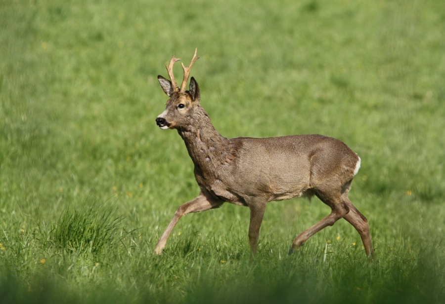 Roebuck,Roe deer