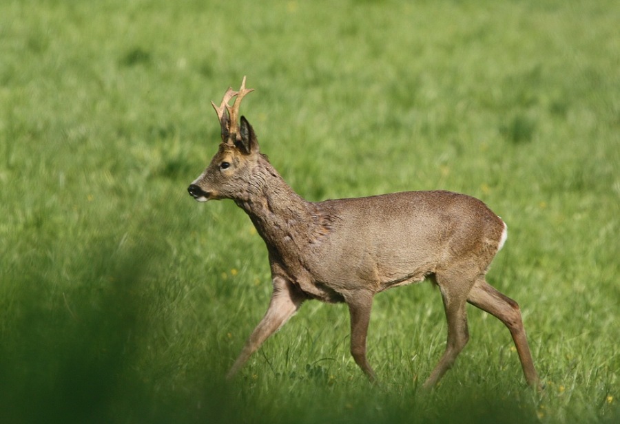 Roebuck,Roe deer