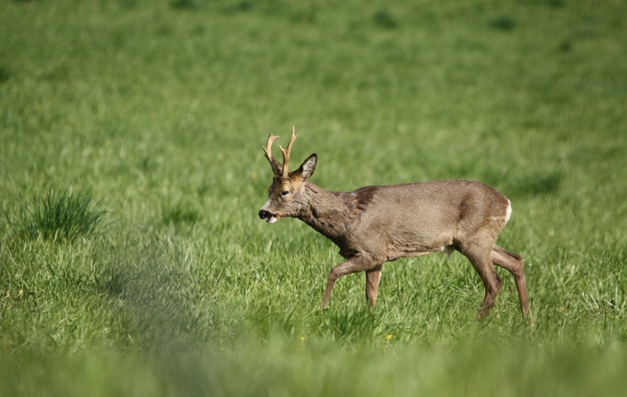 Roebuck,Roe deer