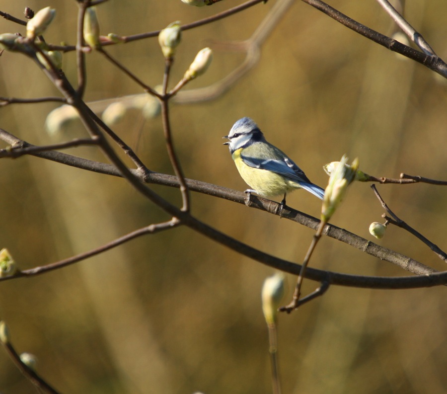 bluetit; bluecap; blue tit; tomtit; blue titmouse