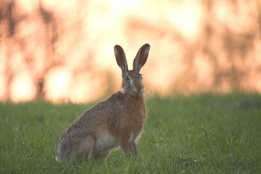 brown hare; european hare; common hare