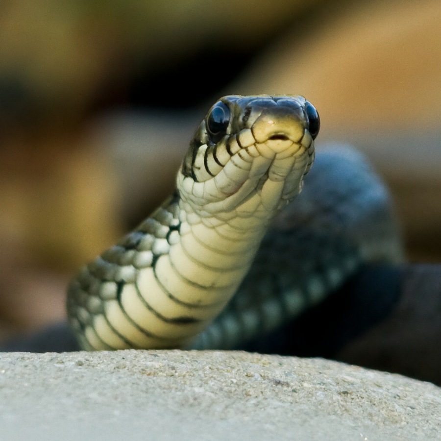 grass snake