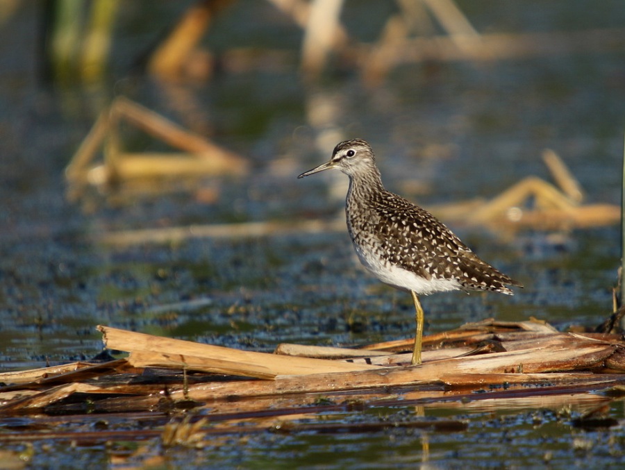 muddy oxbird,tattle