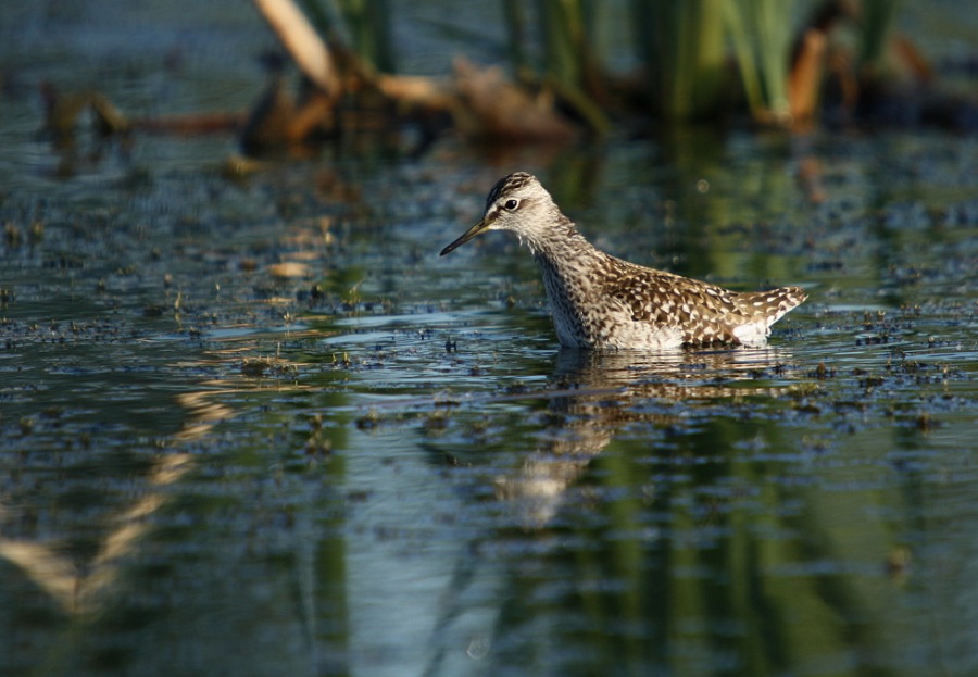 muddy oxbird,tattle