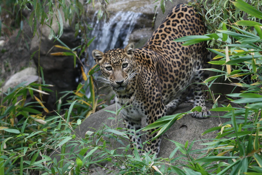 catamount, leopard,panther, panthera,ounce 