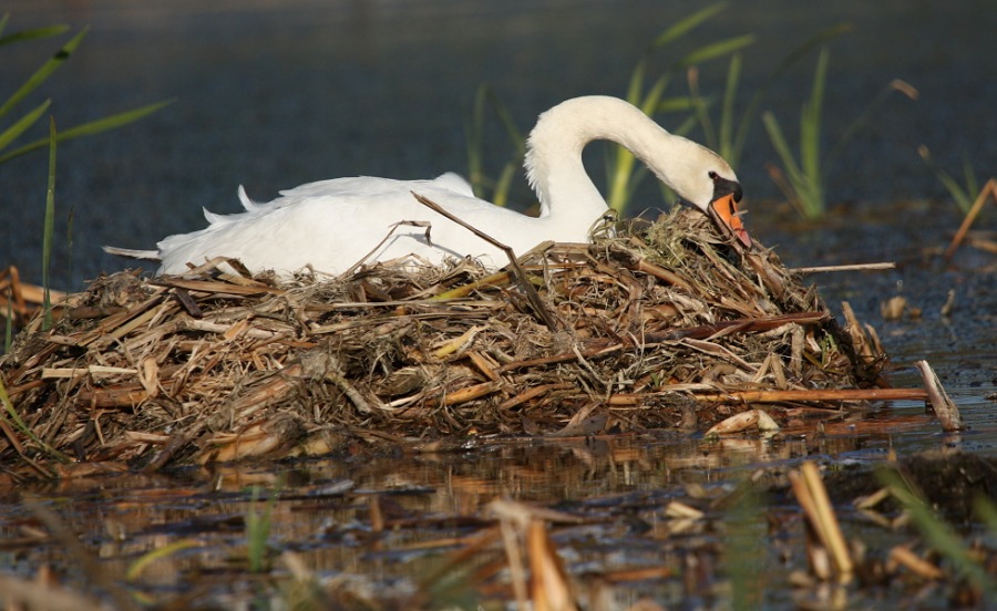 Swan