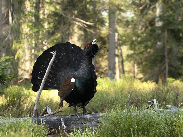 Western Capercaillie