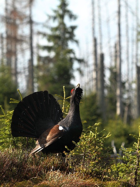 Western Capercaillie