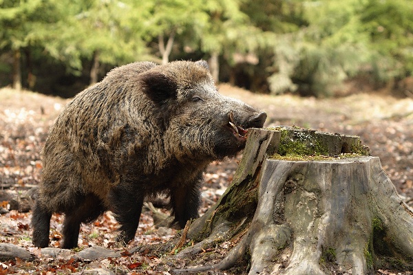 Wild boar 