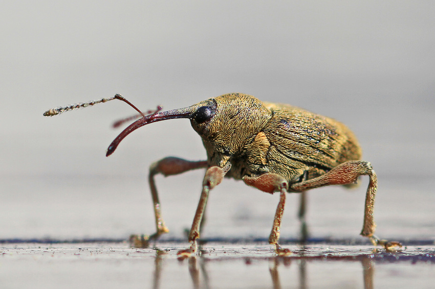 Curculio nucum