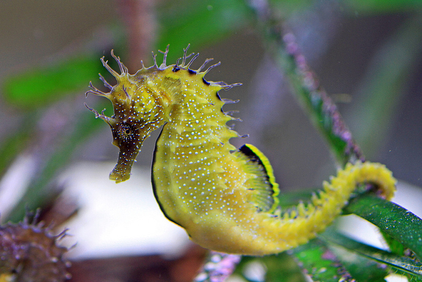  Long-snouted seahorse