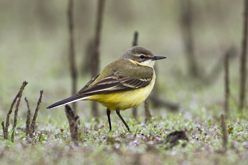 Blue-headed Wagtail