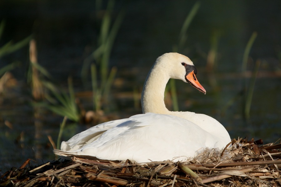 Swan male