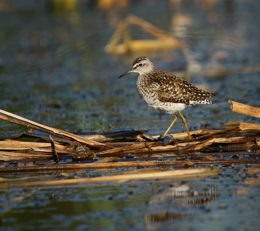 muddy oxbird,tattle