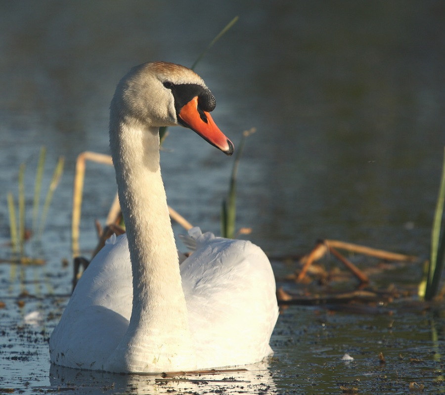 Swan