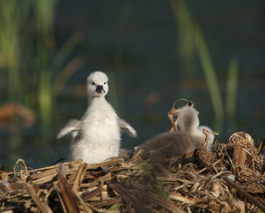 Swan child
