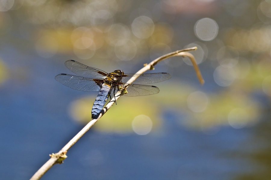 Libellula depressa