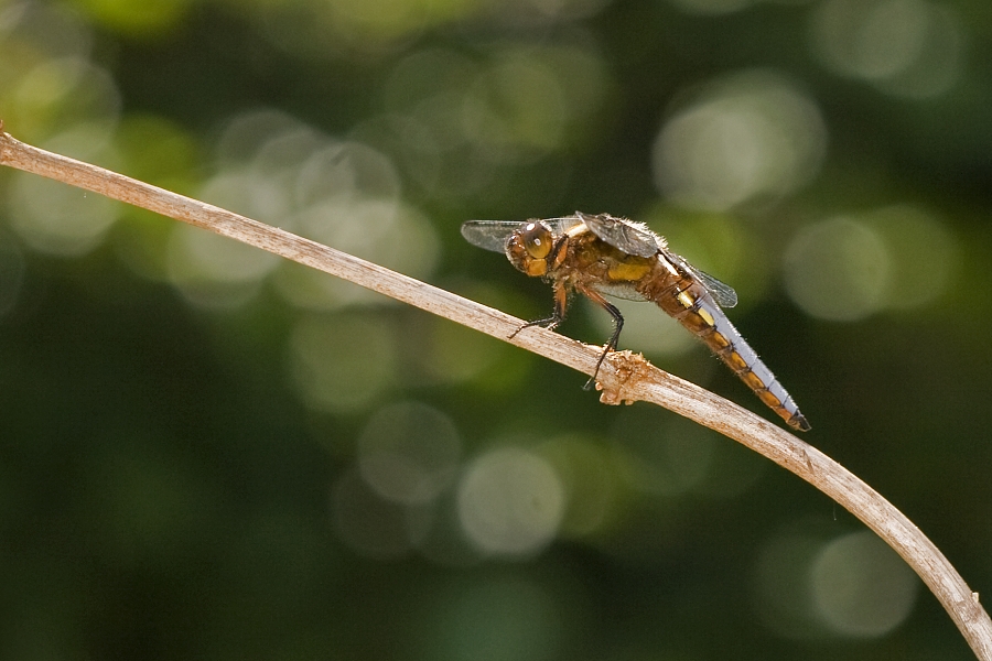 Libellula depressa