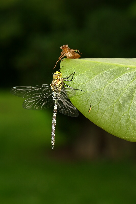 Aeshna cyanea