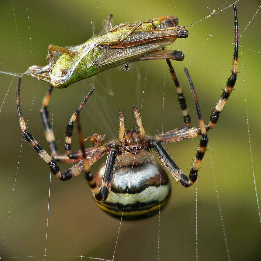 Argiope bruennichi, Orb-weaving Spider,