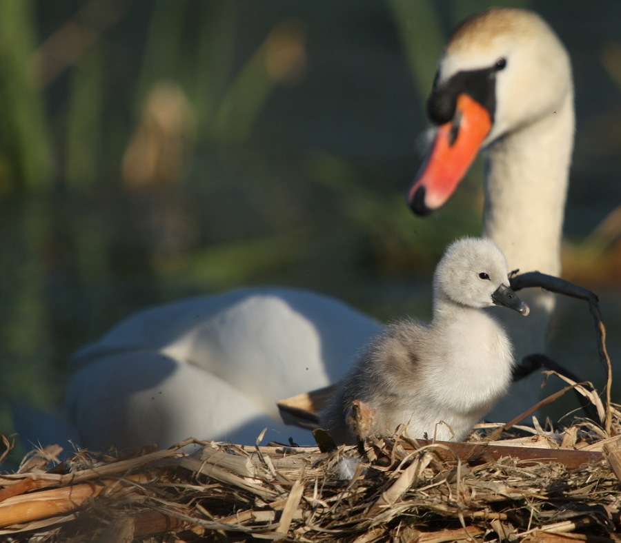 Swan family