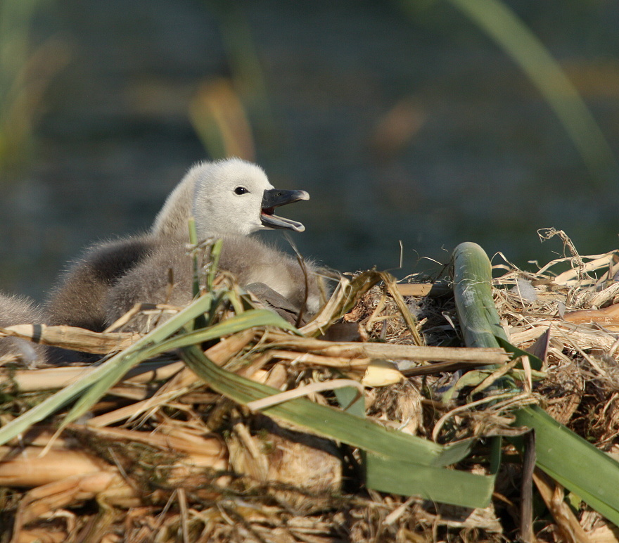 Swan child