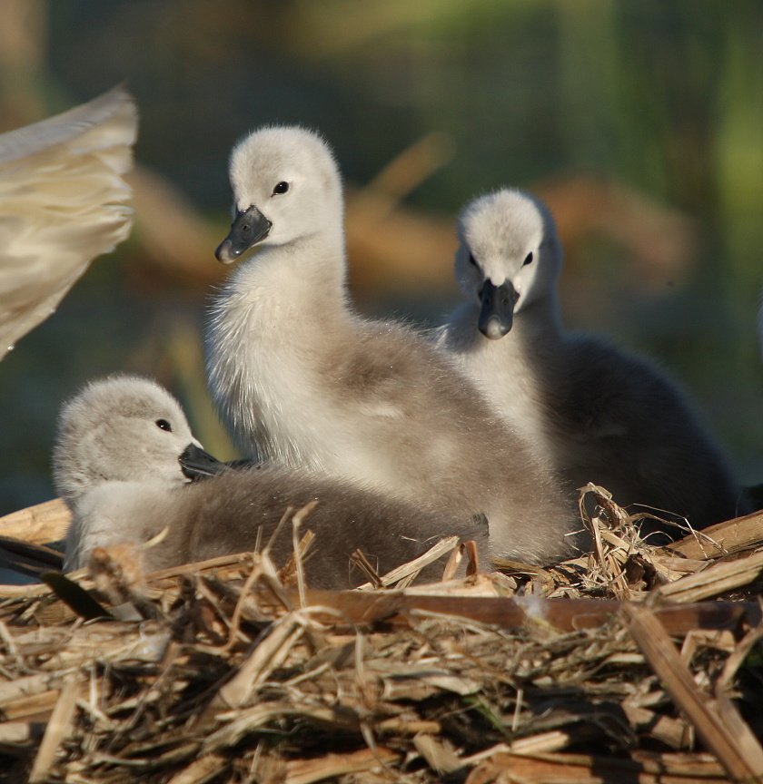 Swan children