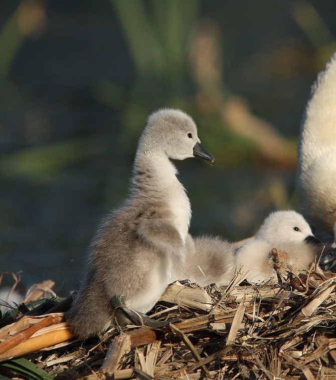 Swan child