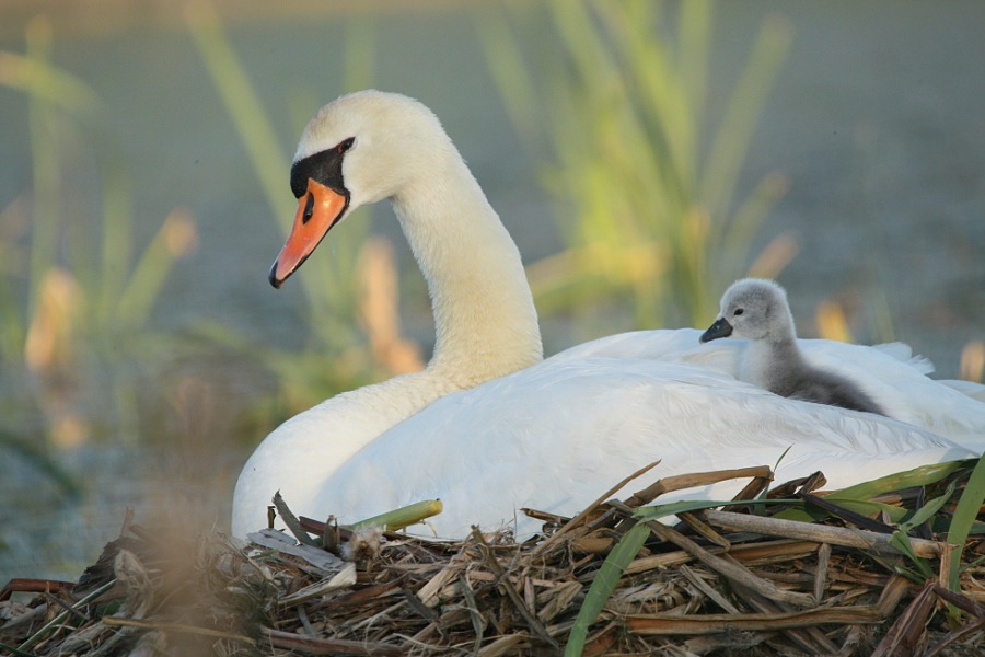 Swan family
