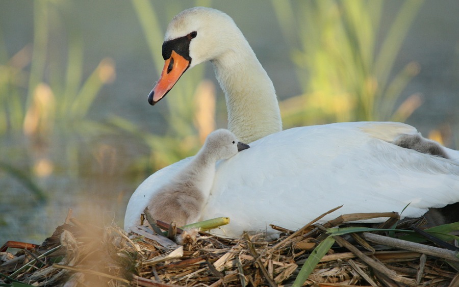 Swan family