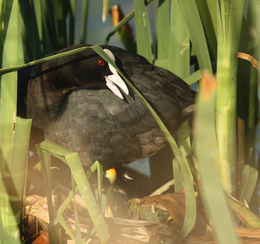 baldicoot; black coot; common coot; eurasian coot;