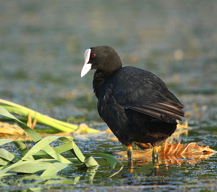 baldicoot; black coot; common coot; eurasian coot;