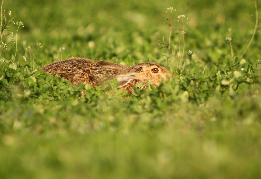 brown hare; european hare; common hare