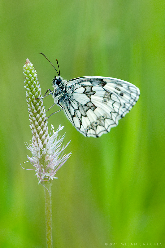 Melanargia galathea
