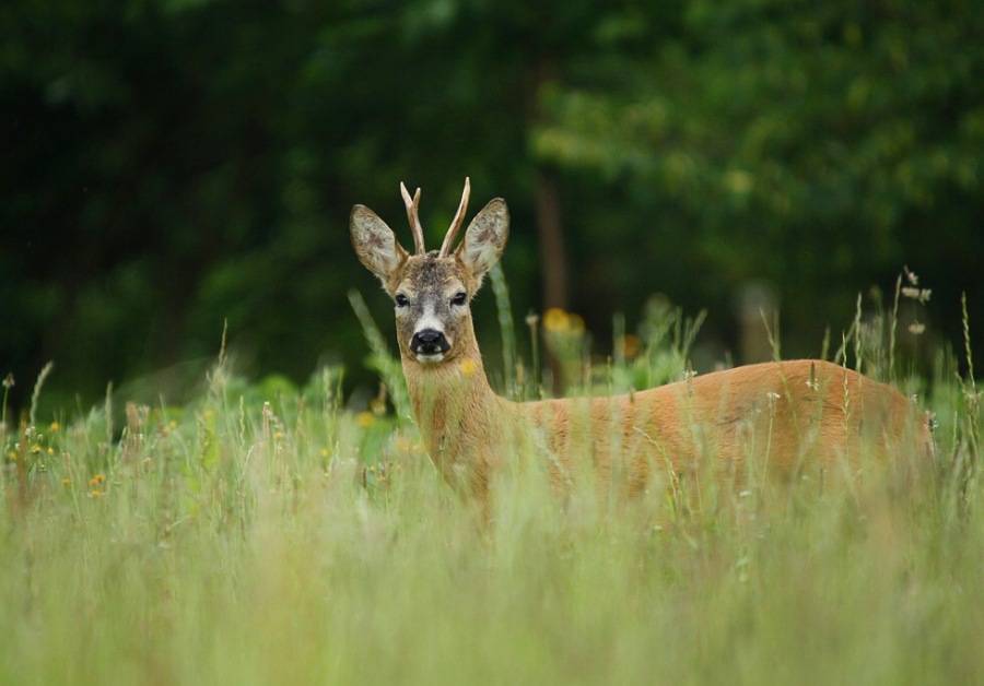 Roebuck,Roe deer