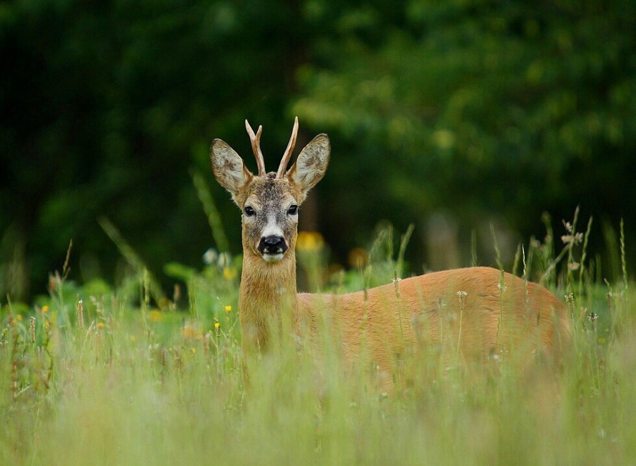 Roebuck,Roe deer