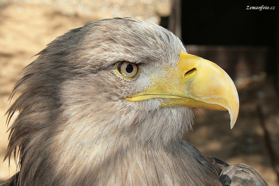 Haliaeetus albicilla