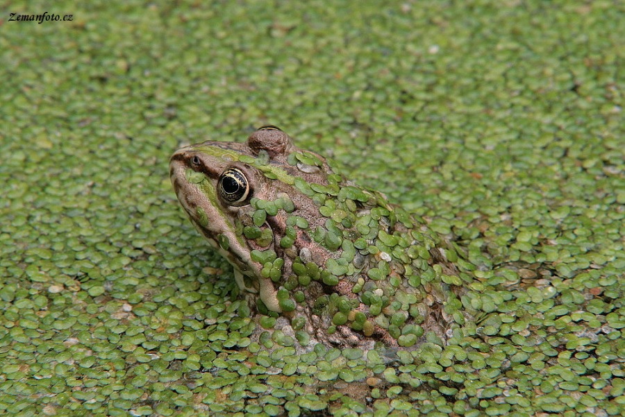 Pelophylax esculentus
