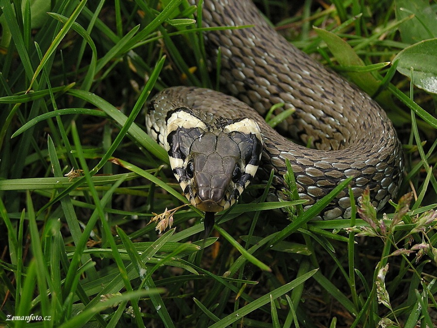Natrix natrix