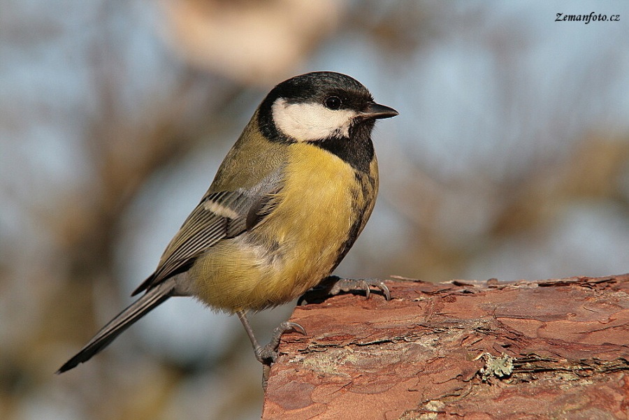 Parus major