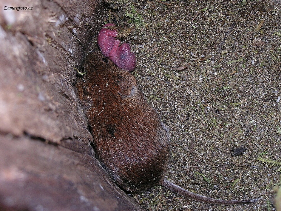 Clethrionomys glareolus