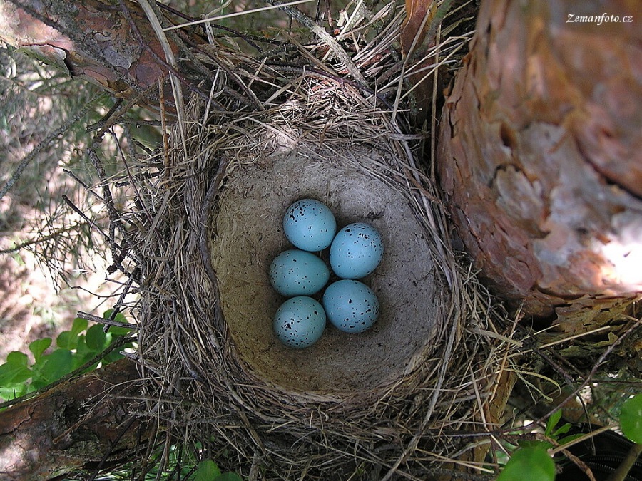 Turdus philomelos