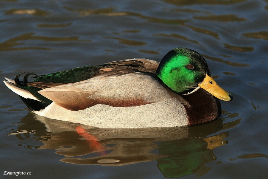 Anas platyrhynchos