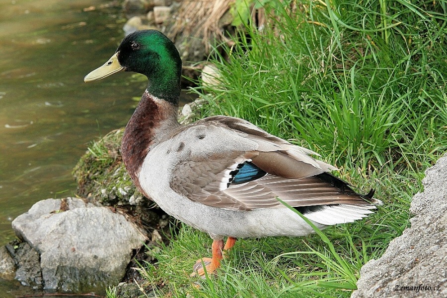 Anas platyrhynchos
