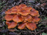 houby v prosinci
