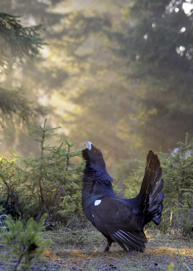 Western Capercaillie