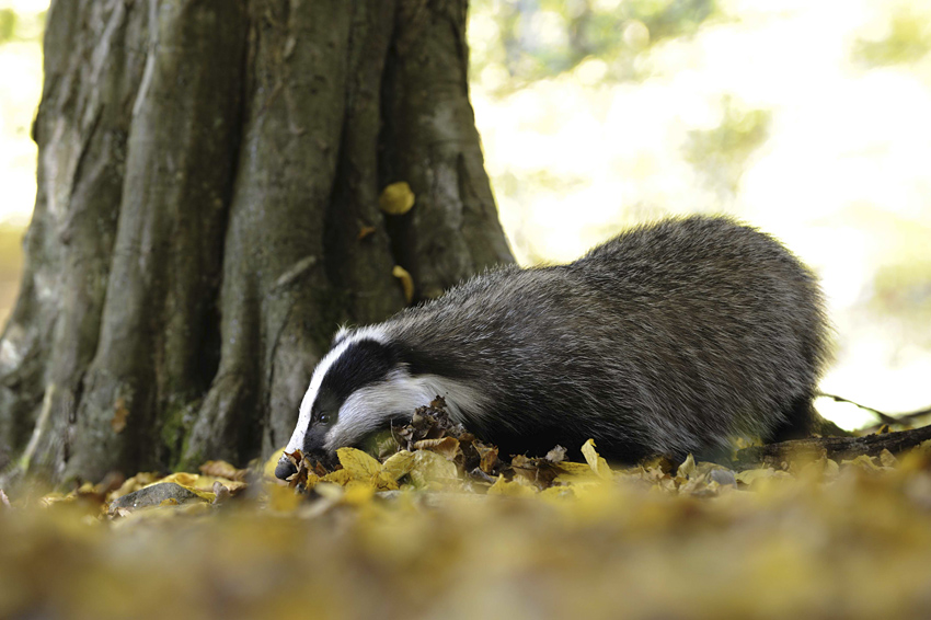 European Badger