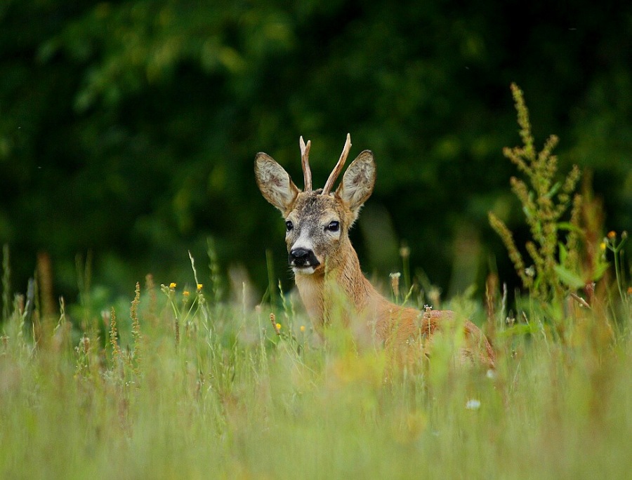 Roebuck,Roe deer