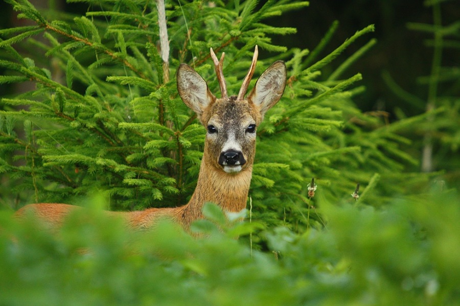 Roebuck,Roe deer