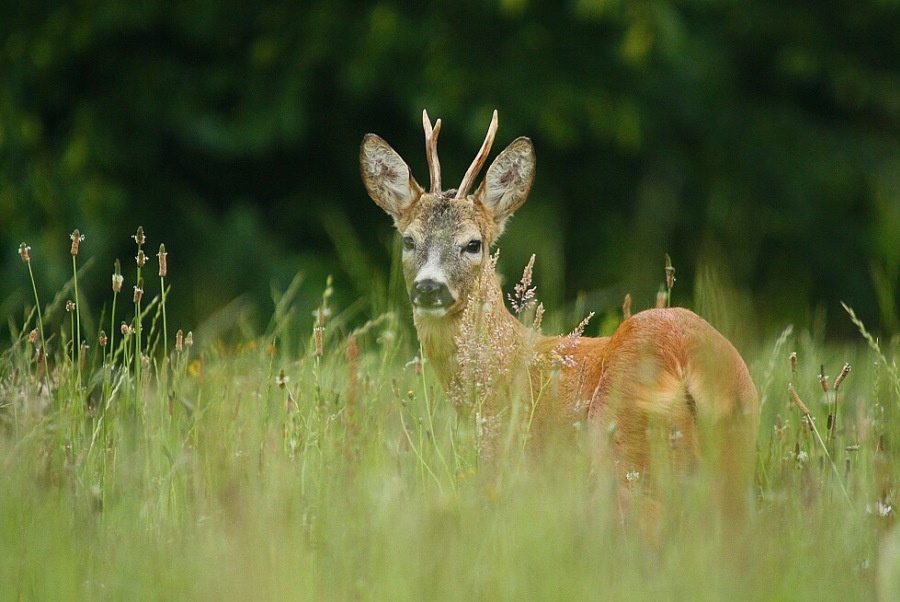 Roebuck,Roe deer